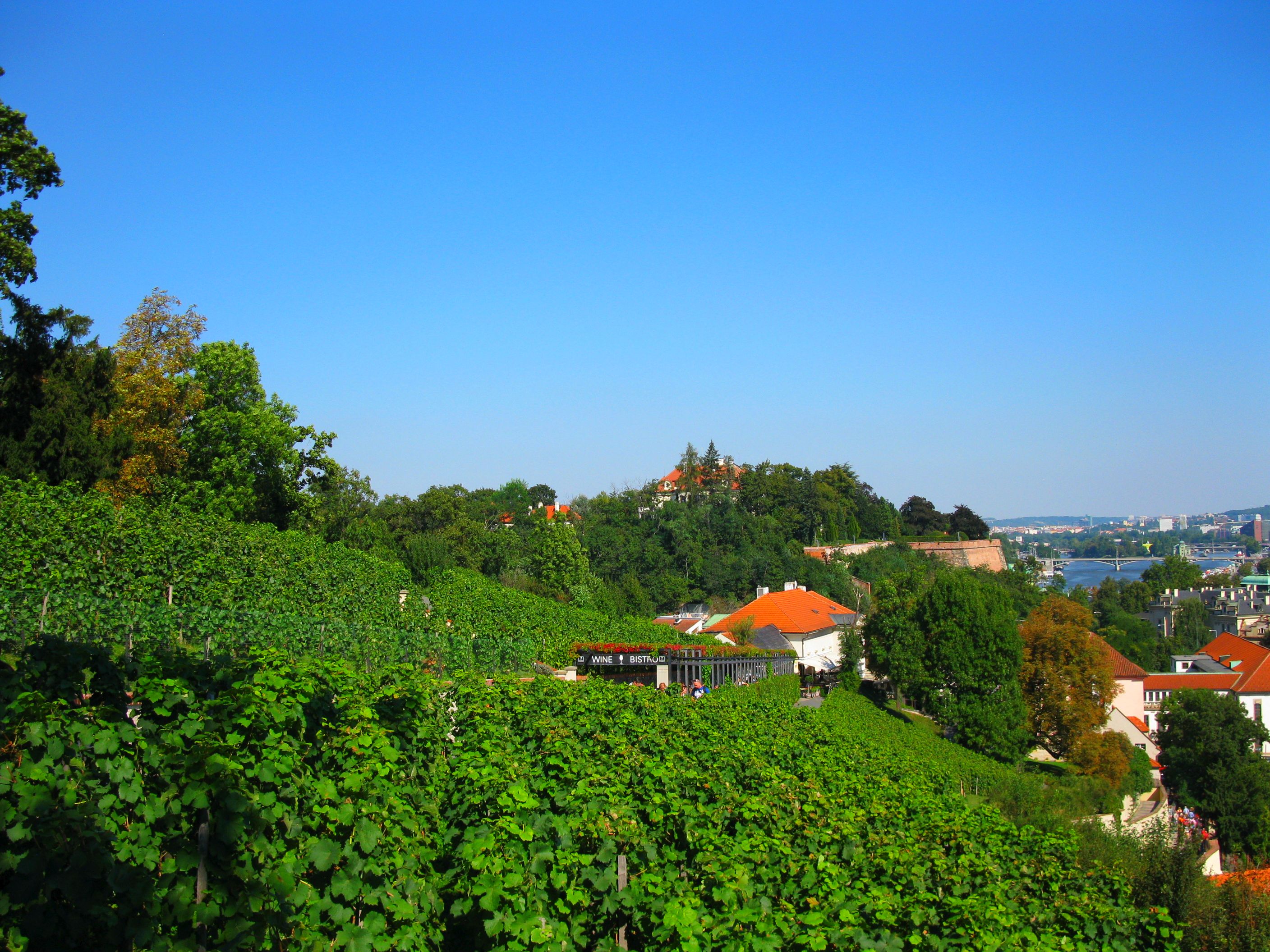 Winnice na uboczu Hradczan